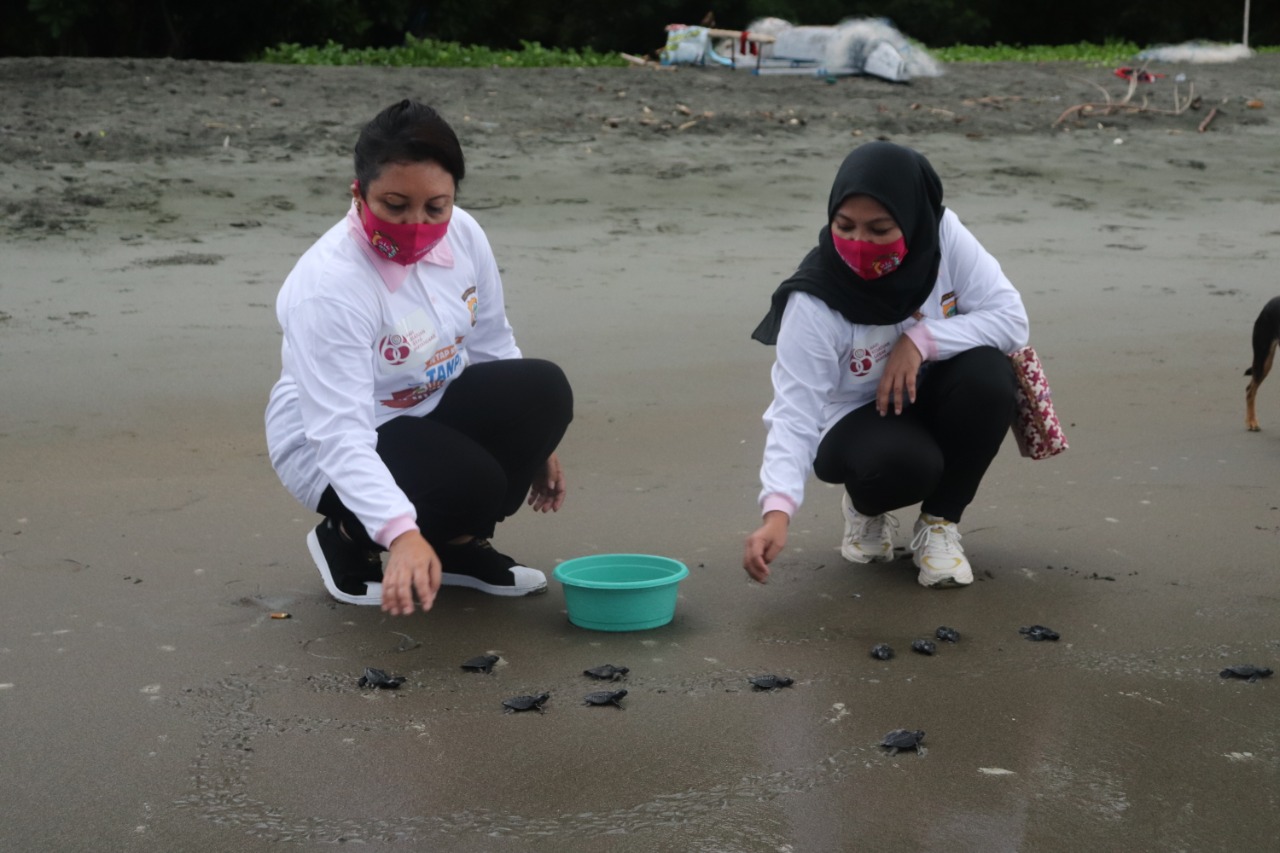 Anak Penyu Belimbing Dilepasliarkan di Pantai Nuni