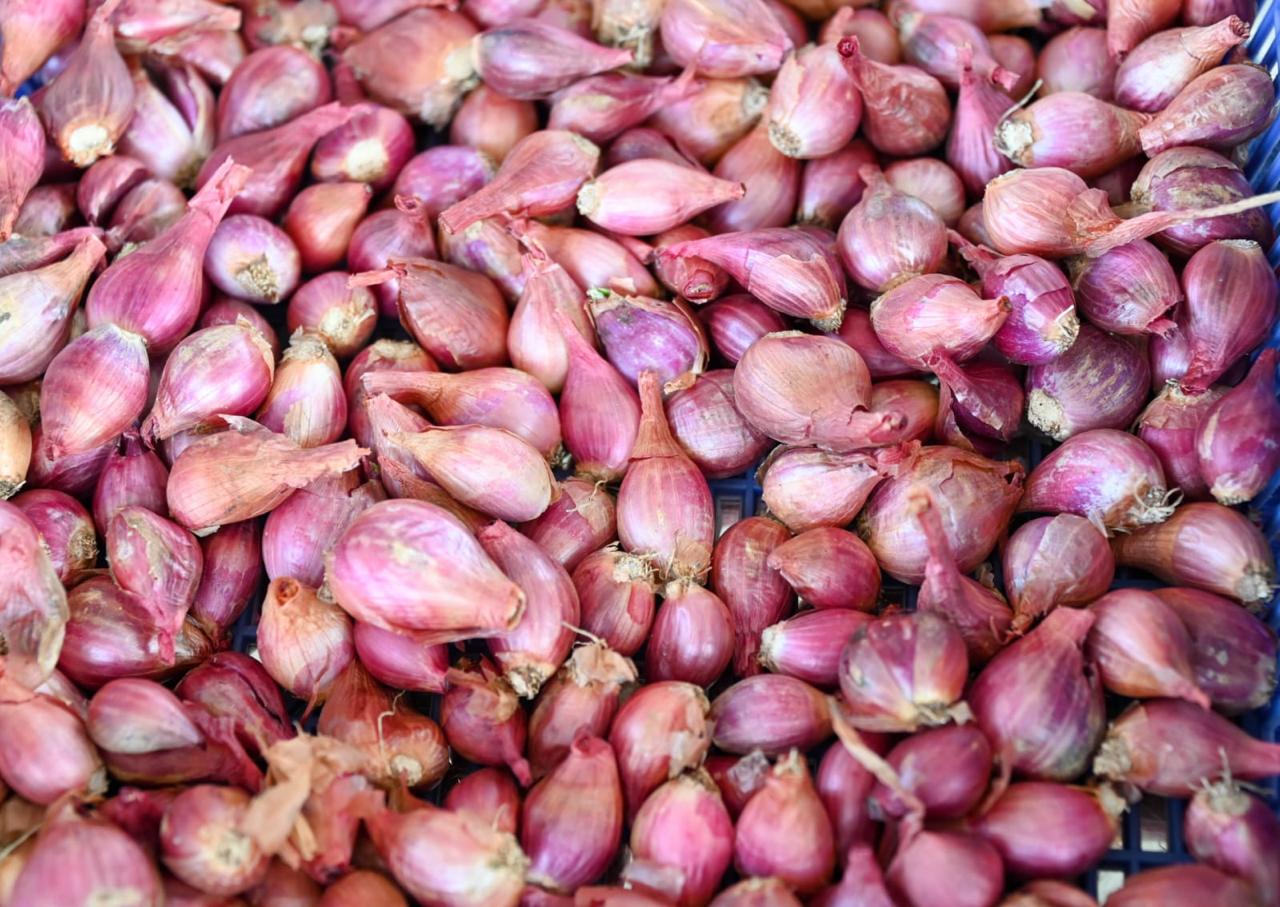 Taiwan Technical Mission Presentasi Panen Bawang di Sumatera Utara