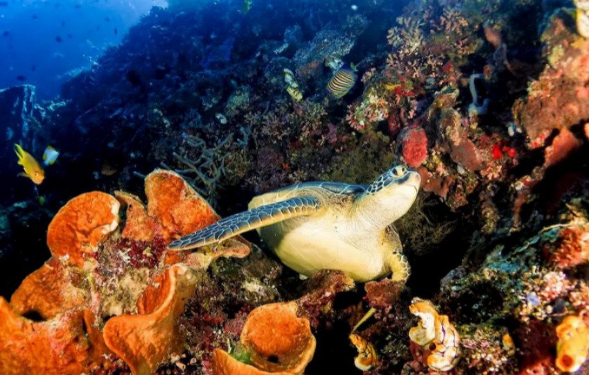 Kemenpar Minta Operator Wisata dan Pemandu Tegakkan Aturan Konservasi Raja Ampat